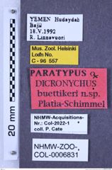 Etiketten zu Dicronychus buettikeri (Platia & Schimmel, 1997) (NHMW-ZOO-COL-0006831)